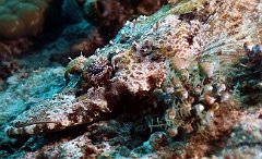 Raja Ampat 2016 - Cymbacephalus beauforti - Crocodile flathead - Poisson crocodile de Beaufort - IMG_4841_rc